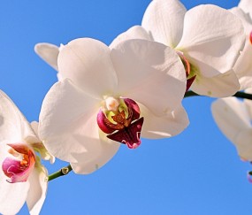 增城正规助孕捐卵机构，附正规捐卵机构报名表！